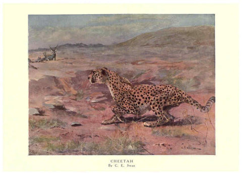Reproducción/Reproduction 6505642265: The wild beasts of the world. v.1. London :T. C. & E. C. Jack,[1909?] 