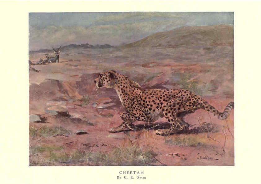 Reproducción/Reproduction 6505642265: The wild beasts of the world. v.1. London :T. C. & E. C. Jack,[1909?] 