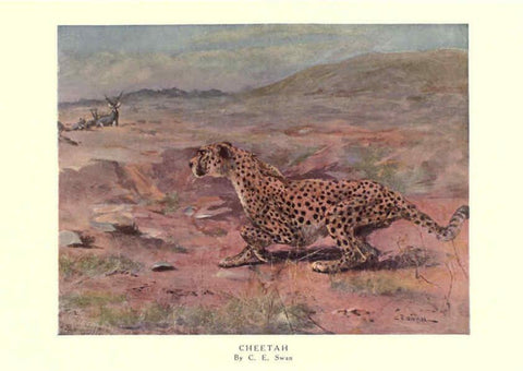 Reproducción/Reproduction 6505642265: The wild beasts of the world. v.1. London :T. C. & E. C. Jack,[1909?] 