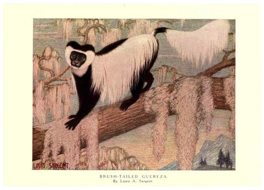 Reproducción/Reproduction 6505633859: The wild beasts of the world. v.1. London :T. C. & E. C. Jack,[1909?] 