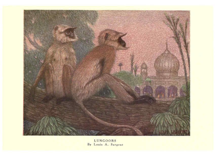 Reproducción/Reproduction 6505633449: The wild beasts of the world. v.1. London :T. C. & E. C. Jack,[1909?] 