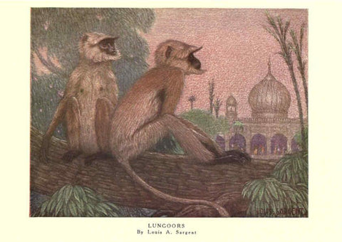 Reproducción/Reproduction 6505633449: The wild beasts of the world. v.1. London :T. C. & E. C. Jack,[1909?] 