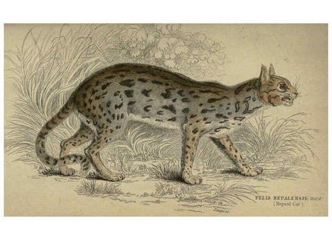 Reproducción/Reproduction 6505578525: Lions, tigers, &c., &c London :H. G. Bohn [etc.]1846? 