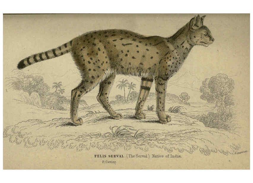 Reproducción/Reproduction 6505579111: Lions, tigers, &c., &c London :H. G. Bohn [etc.]1846? 