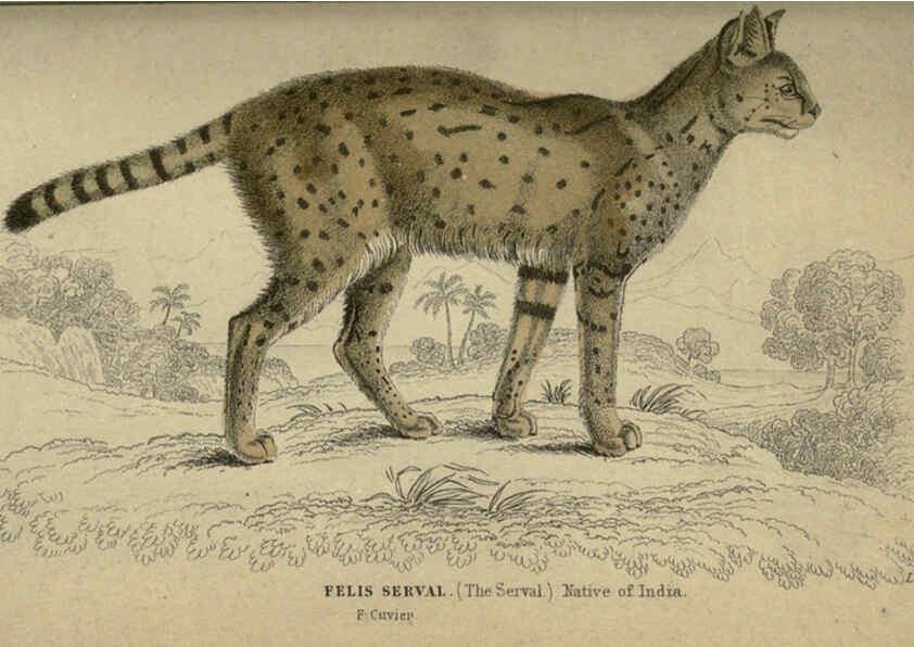Reproducción/Reproduction 6505579111: Lions, tigers, &c., &c London :H. G. Bohn [etc.]1846? 