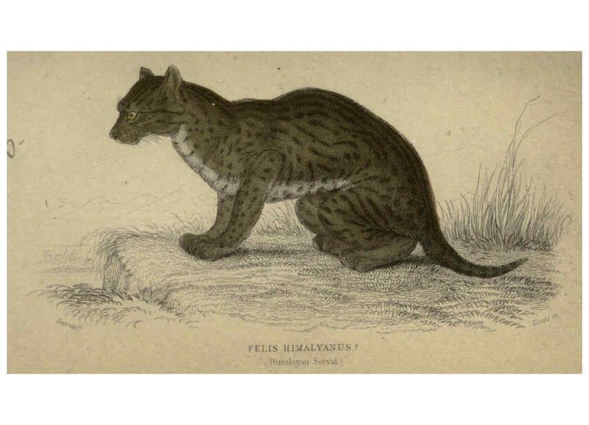 Reproducción/Reproduction 6505579997: Lions, tigers, &c., &c London :H. G. Bohn [etc.]1846? 