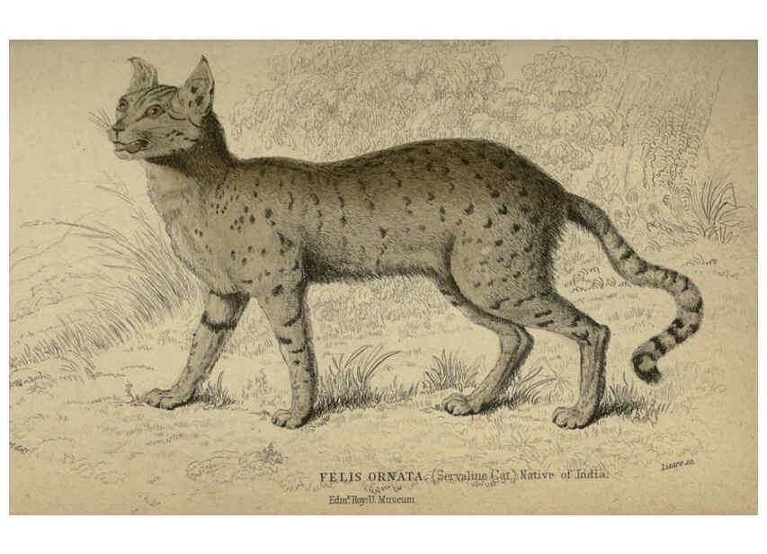 Reproducción/Reproduction 6505580599: Lions, tigers, &c., &c London :H. G. Bohn [etc.]1846? 