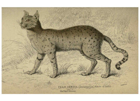 Reproducción/Reproduction 6505580599: Lions, tigers, &c., &c London :H. G. Bohn [etc.]1846? 