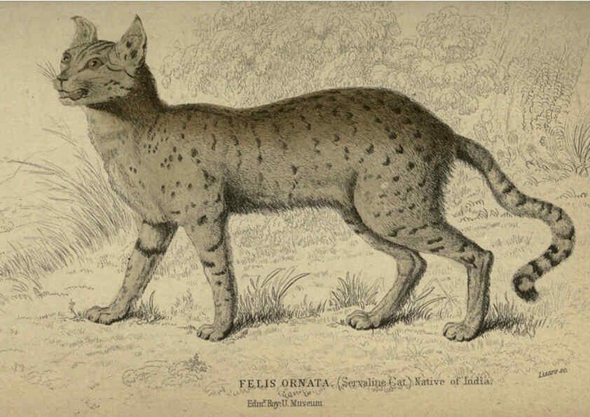 Reproducción/Reproduction 6505580599: Lions, tigers, &c., &c London :H. G. Bohn [etc.]1846? 