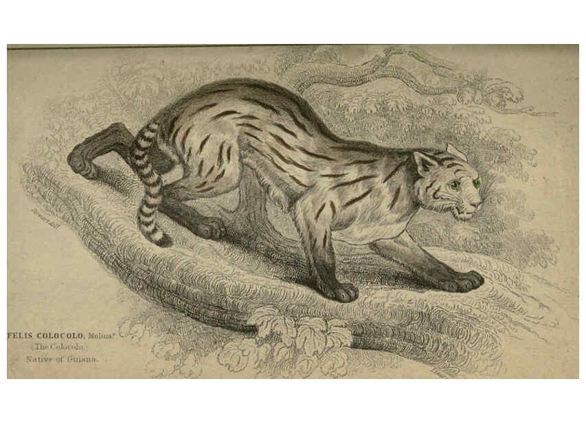 Reproducción/Reproduction 6505581153: Lions, tigers, &c., &c London :H. G. Bohn [etc.]1846? 