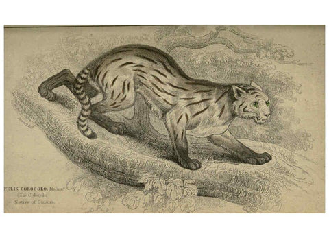 Reproducción/Reproduction 6505581153: Lions, tigers, &c., &c London :H. G. Bohn [etc.]1846? 