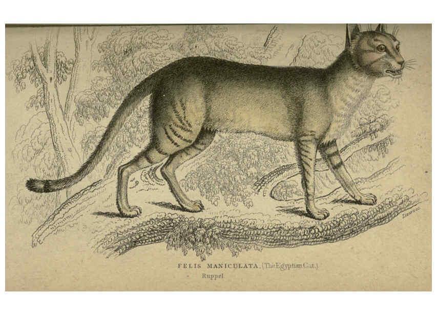 Reproducción/Reproduction 6505581769: Lions, tigers, &c., &c London :H. G. Bohn [etc.]1846? 