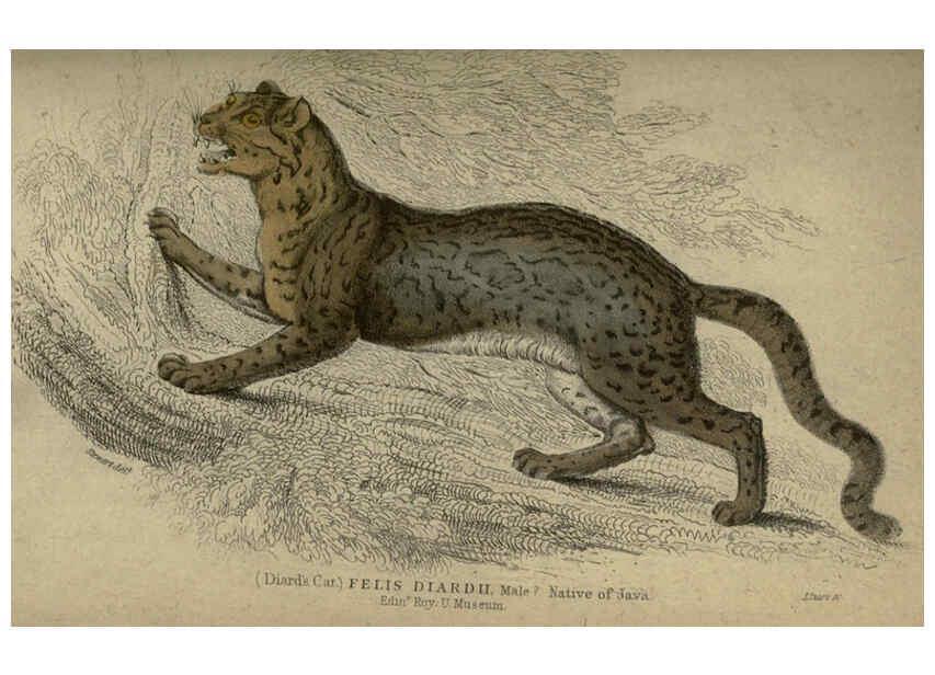 Reproducción/Reproduction 6505577455: Lions, tigers, &c., &c London :H. G. Bohn [etc.]1846? 