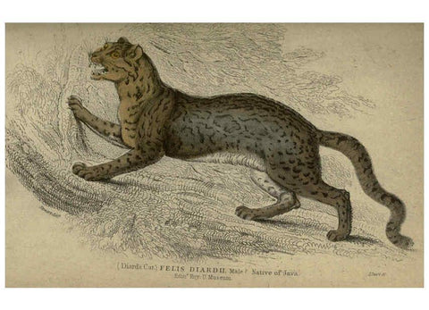 Reproducción/Reproduction 6505577455: Lions, tigers, &c., &c London :H. G. Bohn [etc.]1846? 