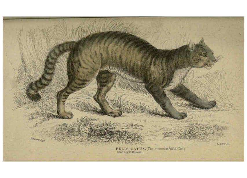 Reproducción/Reproduction 6505582991: Lions, tigers, &c., &c London :H. G. Bohn [etc.]1846? 