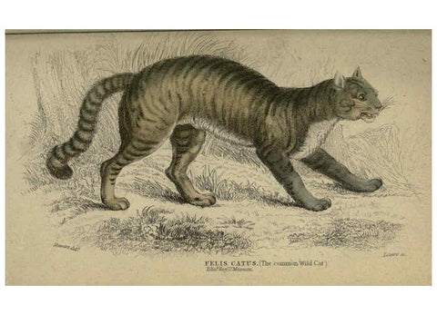 Reproducción/Reproduction 6505582991: Lions, tigers, &c., &c London :H. G. Bohn [etc.]1846? 