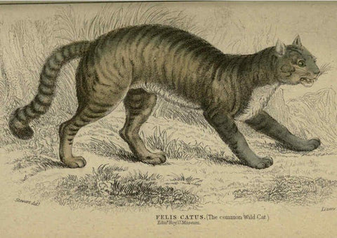 Reproducción/Reproduction 6505582991: Lions, tigers, &c., &c London :H. G. Bohn [etc.]1846? 