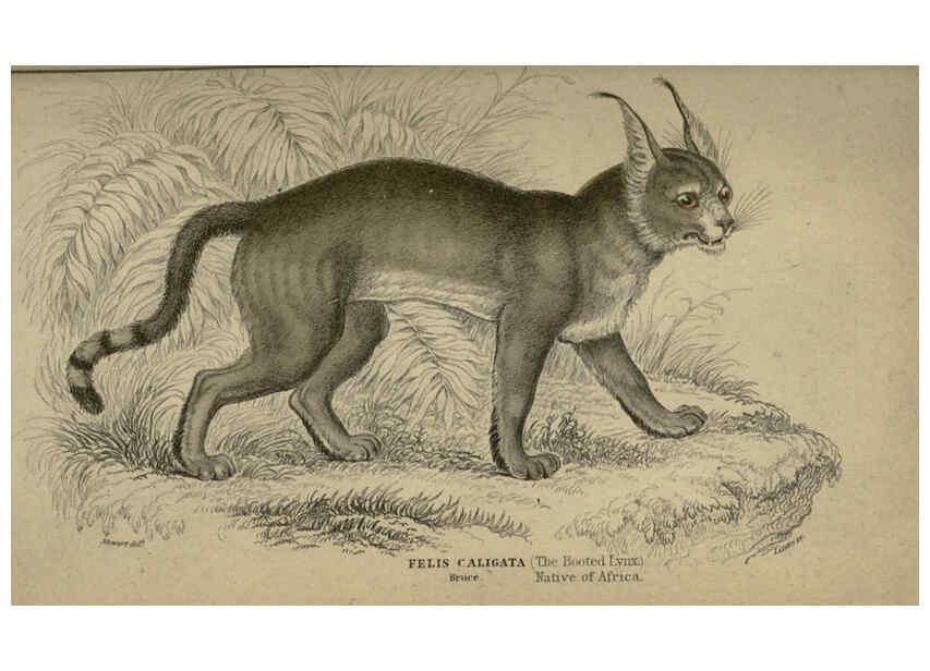 Reproducción/Reproduction 6505584225: Lions, tigers, &c., &c London :H. G. Bohn [etc.]1846? 