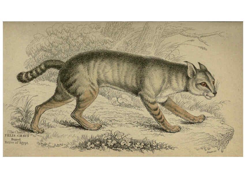 Reproducción/Reproduction 6505584791: Lions, tigers, &c., &c London :H. G. Bohn [etc.]1846? 