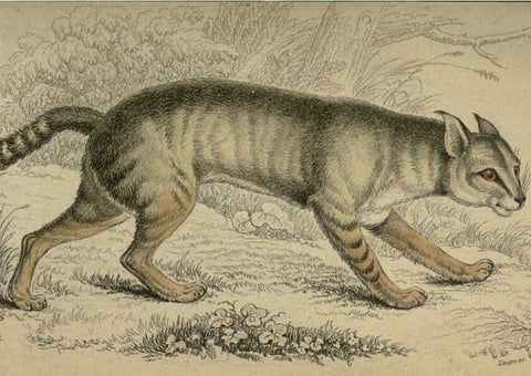 Reproducción/Reproduction 6505584791: Lions, tigers, &c., &c London :H. G. Bohn [etc.]1846? 