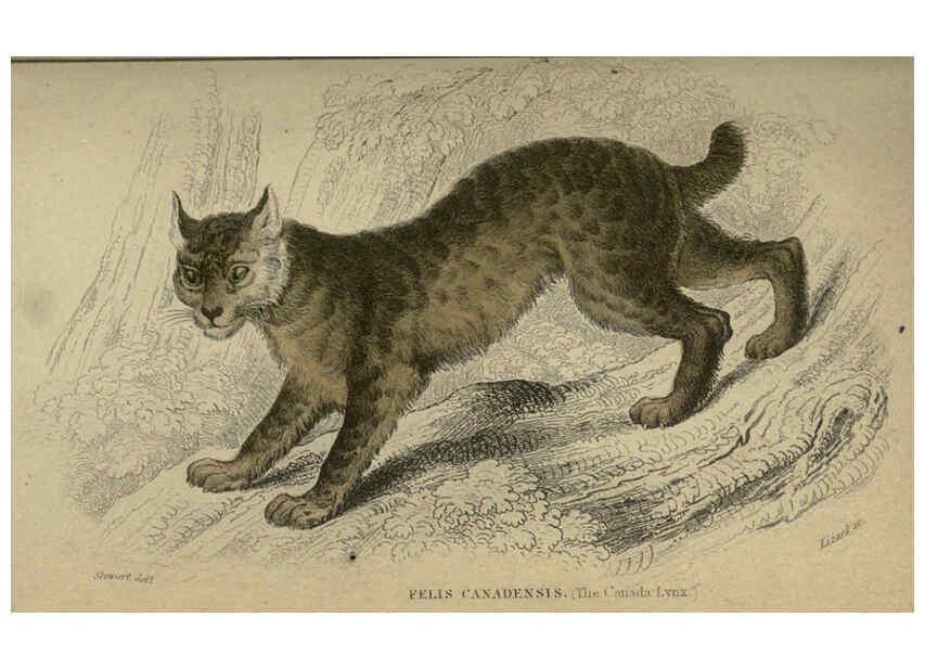 Reproducción/Reproduction 6505585385: Lions, tigers, &c., &c London :H. G. Bohn [etc.]1846? 