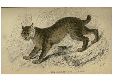 Reproducción/Reproduction 6505585385: Lions, tigers, &c., &c London :H. G. Bohn [etc.]1846? 