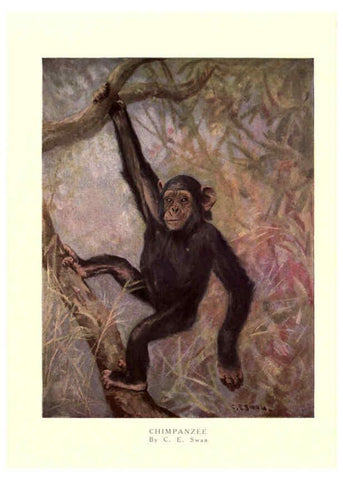 Reproducción/Reproduction 6505631129: The wild beasts of the world. v.1. London :T. C. & E. C. Jack,[1909?] 