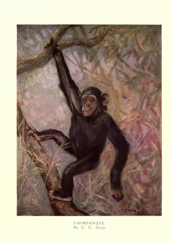 Reproducción/Reproduction 6505631129: The wild beasts of the world. v.1. London :T. C. & E. C. Jack,[1909?] 