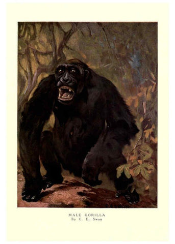 Reproducción/Reproduction 6505631689: The wild beasts of the world. v.1. London :T. C. & E. C. Jack,[1909?] 