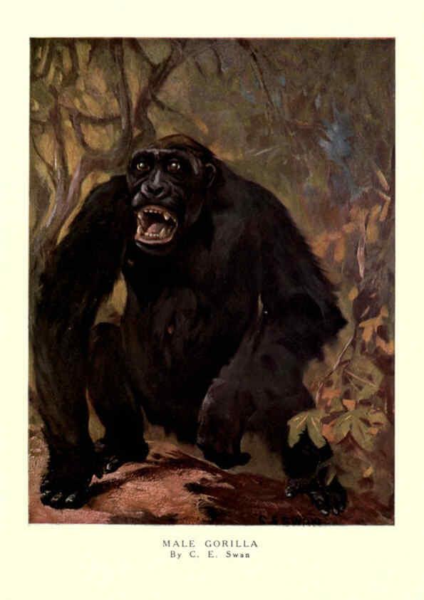Reproducción/Reproduction 6505631689: The wild beasts of the world. v.1. London :T. C. & E. C. Jack,[1909?] 