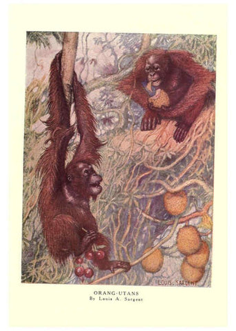 Reproducción/Reproduction 6505632287: The wild beasts of the world. v.1. London :T. C. & E. C. Jack,[1909?] 