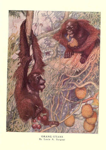 Reproducción/Reproduction 6505632287: The wild beasts of the world. v.1. London :T. C. & E. C. Jack,[1909?] 