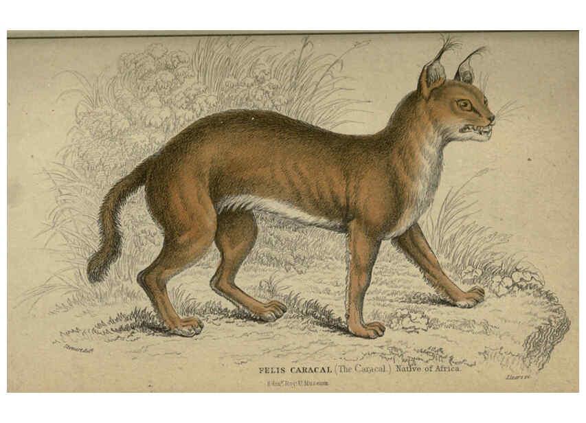 Reproducción/Reproduction 6505583591: Lions, tigers, &c., &c London :H. G. Bohn [etc.]1846? 