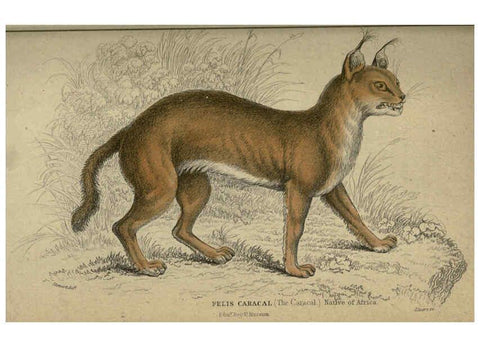 Reproducción/Reproduction 6505583591: Lions, tigers, &c., &c London :H. G. Bohn [etc.]1846? 