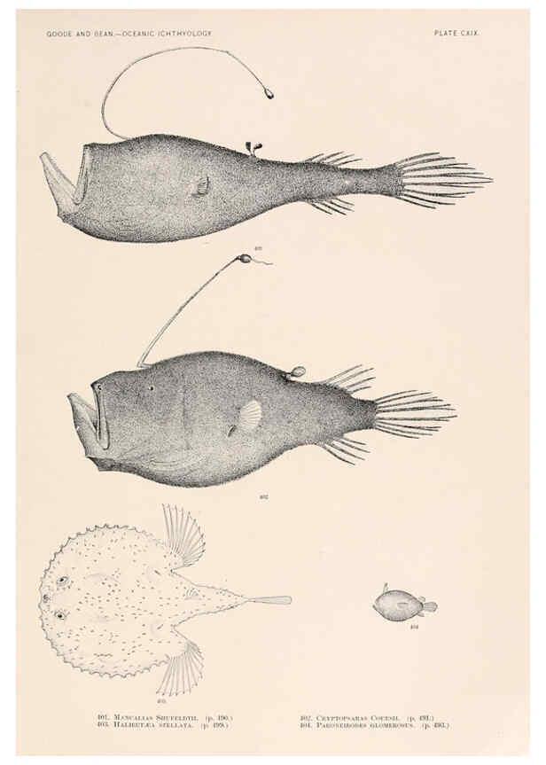 Reproducción/Reproduction 6441813895: Oceanic ichthyology. v.22 atlas. Cambridge, U.S.A. :Printed for the Museum,1896