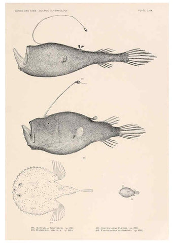 Reproducción/Reproduction 6441813895: Oceanic ichthyology. v.22 atlas. Cambridge, U.S.A. :Printed for the Museum,1896