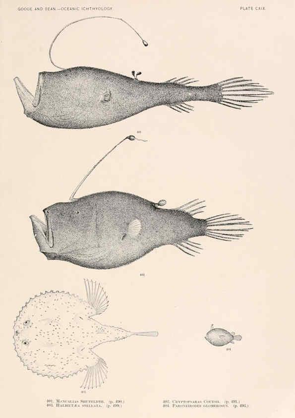 Reproducción/Reproduction 6441813895: Oceanic ichthyology. v.22 atlas. Cambridge, U.S.A. :Printed for the Museum,1896