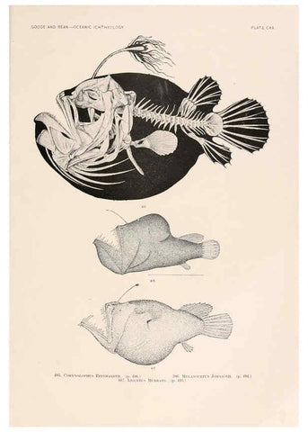 Reproducción/Reproduction 6441814213: Oceanic ichthyology. v.22 atlas. Cambridge, U.S.A. :Printed for the Museum,1896