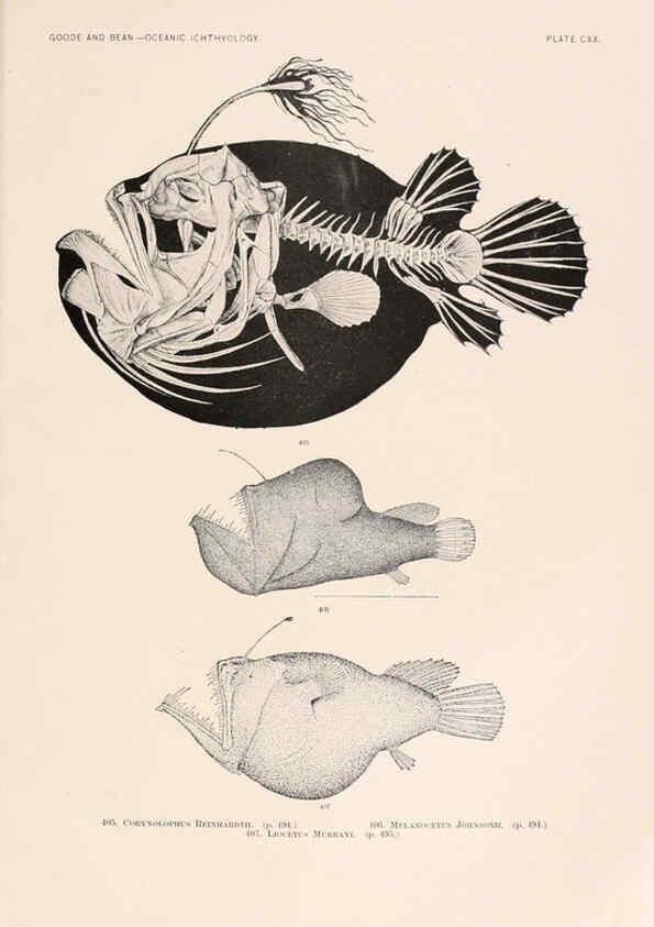 Reproducción/Reproduction 6441814213: Oceanic ichthyology. v.22 atlas. Cambridge, U.S.A. :Printed for the Museum,1896
