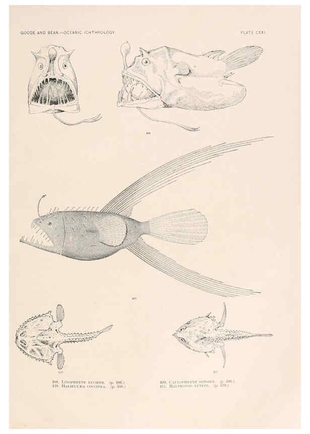Reproducción/Reproduction 6441814619: Oceanic ichthyology. v.22 atlas. Cambridge, U.S.A. :Printed for the Museum,1896