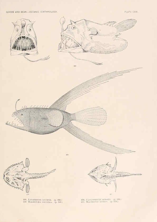 Reproducción/Reproduction 6441814619: Oceanic ichthyology. v.22 atlas. Cambridge, U.S.A. :Printed for the Museum,1896