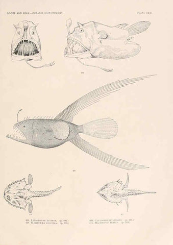 Reproducción/Reproduction 6441814619: Oceanic ichthyology. v.22 atlas. Cambridge, U.S.A. :Printed for the Museum,1896