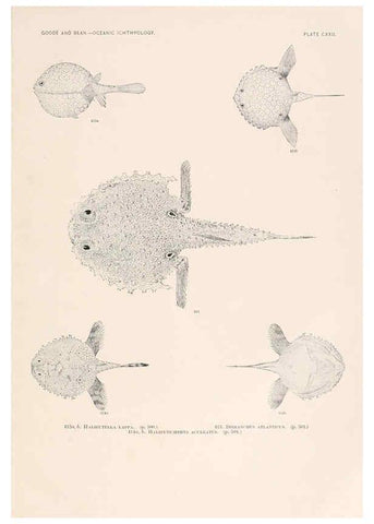 Reproducción/Reproduction 6441815019: Oceanic ichthyology. v.22 atlas. Cambridge, U.S.A. :Printed for the Museum,1896