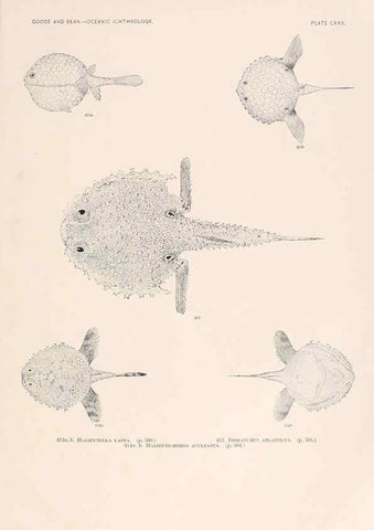 Reproducción/Reproduction 6441815019: Oceanic ichthyology. v.22 atlas. Cambridge, U.S.A. :Printed for the Museum,1896