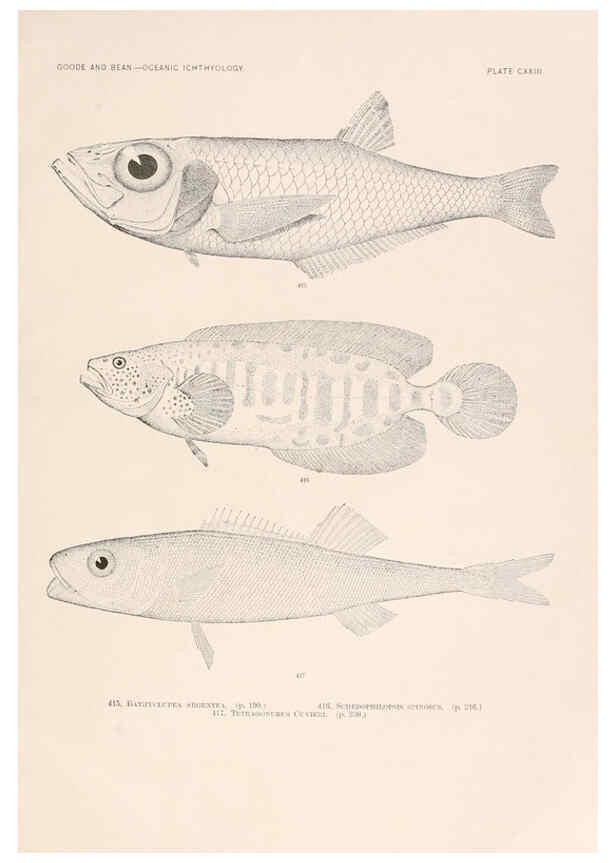 Reproducción/Reproduction 6441815329: Oceanic ichthyology. v.22 atlas. Cambridge, U.S.A. :Printed for the Museum,1896