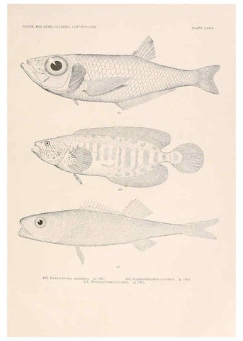Reproducción/Reproduction 6441815329: Oceanic ichthyology. v.22 atlas. Cambridge, U.S.A. :Printed for the Museum,1896