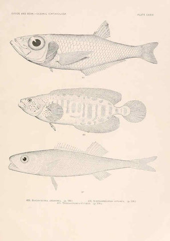 Reproducción/Reproduction 6441815329: Oceanic ichthyology. v.22 atlas. Cambridge, U.S.A. :Printed for the Museum,1896