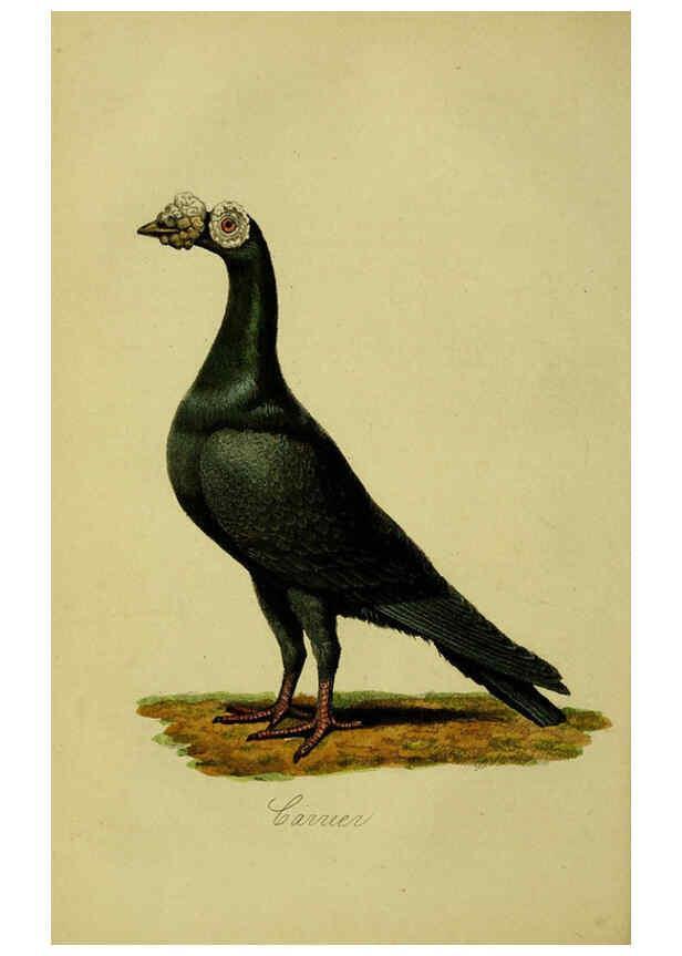 Reproducción/Reproduction 6442795679: A treatise on the art of breeding and managing tame, domesticated, foreign, and fancy pigeons London,The author,1858
