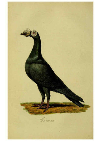 Reproducción/Reproduction 6442795679: A treatise on the art of breeding and managing tame, domesticated, foreign, and fancy pigeons London,The author,1858