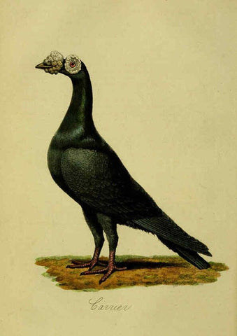 Reproducción/Reproduction 6442795679: A treatise on the art of breeding and managing tame, domesticated, foreign, and fancy pigeons London,The author,1858